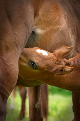 Foal weaning and raising